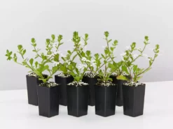 Shrubs Scaevola Aemula Fairy White