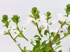 Shrubs Scaevola Aemula Fairy White
