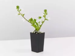 Shrubs Scaevola Aemula Fairy White