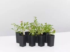 Shrubs Border Plants Scaevola Humilis Sitting Pretty