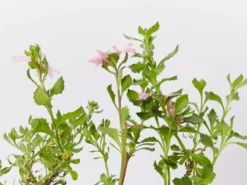 Shrubs Border Plants Scaevola Humilis Sitting Pretty