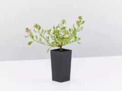 Shrubs Border Plants Scaevola Humilis Sitting Pretty