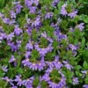 Shrubs Scaevola Aemula Purple Fanfare