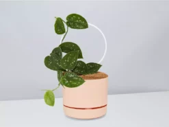 Pot + Plant Gift Box Easy Care Plants DIY Houseplant Gift Box - Includes Stake