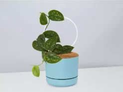 Pot + Plant Gift Box Easy Care Plants DIY Houseplant Gift Box - Includes Stake