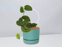 Pot + Plant Gift Box Easy Care Plants DIY Houseplant Gift Box - Includes Stake