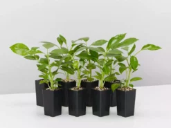 Indoor Garden Schefflera Amate Alpine