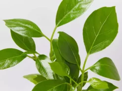 Indoor Garden Schefflera Amate Alpine