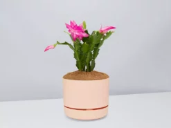 Pot + Plant Gift Box Ground Covers Schlumbergera Truncata - Pot + Plant + Soil