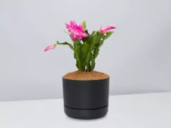 Pot + Plant Gift Box Ground Covers Schlumbergera Truncata - Pot + Plant + Soil
