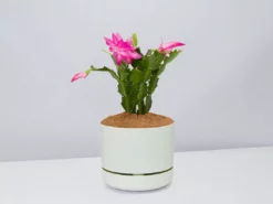 Pot + Plant Gift Box Ground Covers Schlumbergera Truncata - Pot + Plant + Soil