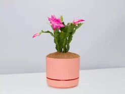 Pot + Plant Gift Box Ground Covers Schlumbergera Truncata - Pot + Plant + Soil