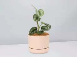 Pot + Plant Gift Box Satin Pothos Scindapsus Pictus Exotica - Pot + Plant + Soil