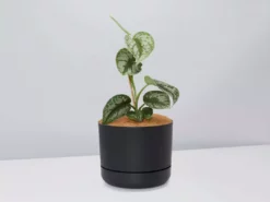 Pot + Plant Gift Box Satin Pothos Scindapsus Pictus Exotica - Pot + Plant + Soil