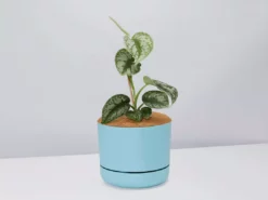 Pot + Plant Gift Box Satin Pothos Scindapsus Pictus Exotica - Pot + Plant + Soil