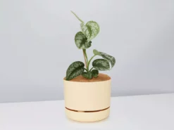 Pot + Plant Gift Box Satin Pothos Scindapsus Pictus Exotica - Pot + Plant + Soil