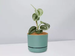 Pot + Plant Gift Box Satin Pothos Scindapsus Pictus Exotica - Pot + Plant + Soil
