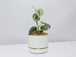 Pot + Plant Gift Box Satin Pothos Scindapsus Pictus Exotica - Pot + Plant + Soil