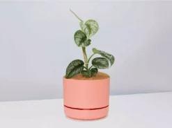 Pot + Plant Gift Box Satin Pothos Scindapsus Pictus Exotica - Pot + Plant + Soil
