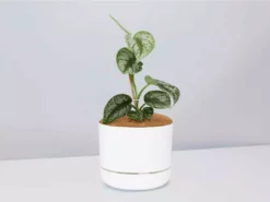 Pot + Plant Gift Box Satin Pothos Scindapsus Pictus Exotica - Pot + Plant + Soil