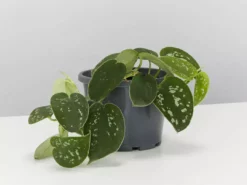 Pot + Plant Gift Box Easy Care Plants DIY Houseplant Gift Box - Includes Stake