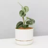 Pot + Plant Gift Box Satin Pothos Scindapsus Pictus Exotica - Pot + Plant + Soil 1 Pot + Plant Gift Box Satin Pothos Scindapsus Pictus Exotica - Pot + Plant + Soil