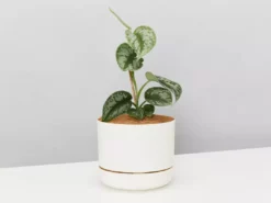 Pot + Plant Gift Box Satin Pothos Scindapsus Pictus Exotica - Pot + Plant + Soil