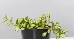 Indoor Garden The Houseplant π« Wishlist Box Air Purifying 14 Indoor Garden The Houseplant π« Wishlist Box Air Purifying