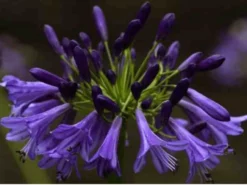 Shrubs Agapanthus Africanus Purple Cloud