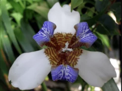 Shrubs Full Sun Neomarica Gracilis 'Walking Iris'