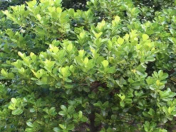 Shrubs Acronychia Imperforata Vista S