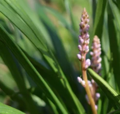 Shrubs Liriope Muscari Samantha