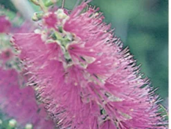 Shrubs Callistemon Mauve Mist 7 Shrubs Callistemon Mauve Mist