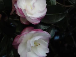 Shrubs Camellia Sasanqua Leslie Ann