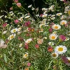 Shrubs Erigeron Karvinskianus Seaside Daisy Ground Covers