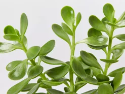 Succulents Full Sun Senecio Jacobsenii Weeping Jade Succulent Groundcover Pack 13 Succulents Full Sun Senecio Jacobsenii Weeping Jade Succulent Groundcover Pack