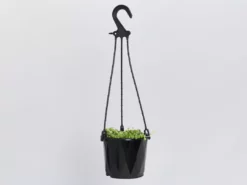 Pot + Plant Gift Box String Of Pearls - Pot + Plant Cacti & Succulents