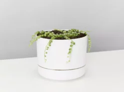 Indoor Garden Cacti & Succulents Variegated String Of Pearls - Pot + Plant