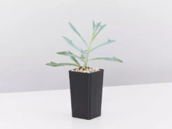 Shrubs A Full Sun - Totally Minimal Effort Garden Pack