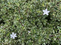 Shrubs Climbing Plants She's All That - The Flowering Pack