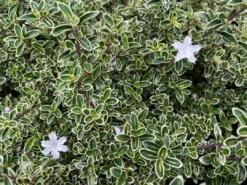 Shrubs Serissa Foetida Snow Leaves