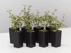 Shrubs Serissa Foetida Snow Leaves