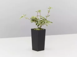 Shrubs Climbing Plants She's All That - The Flowering Pack