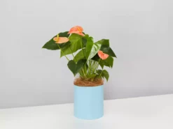 Urban Eden Sky Blue Vessel + Potted Plant 15 Urban Eden Sky Blue Vessel + Potted Plant