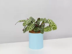 Urban Eden Sky Blue Vessel + Potted Plant