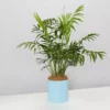 Urban Eden Sky Blue Vessel + Potted Plant 2 Urban Eden Sky Blue Vessel + Potted Plant