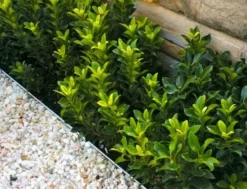 Shrubs Rhaphiolepis Snow Maiden Dwarf Hedge Pack 12 Shrubs Rhaphiolepis Snow Maiden Dwarf Hedge Pack