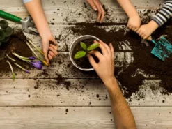 Indoor Garden The Teachers Classroom Houseplant Pack 30 Indoor Garden The Teachers Classroom Houseplant Pack