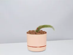 Cacti LECA + Soft Monkey Tail Cactus Planter Easy Care Plants