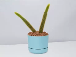 Cacti LECA + Golden Monkey Tail Cactus π΅ Planter Easy Care Plants 27 Cacti LECA + Golden Monkey Tail Cactus π΅ Planter Easy Care Plants